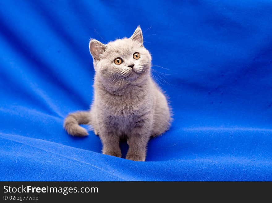 A yellow-eyed British shorthair blue kitten on blue background