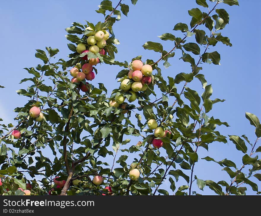 Crabapple