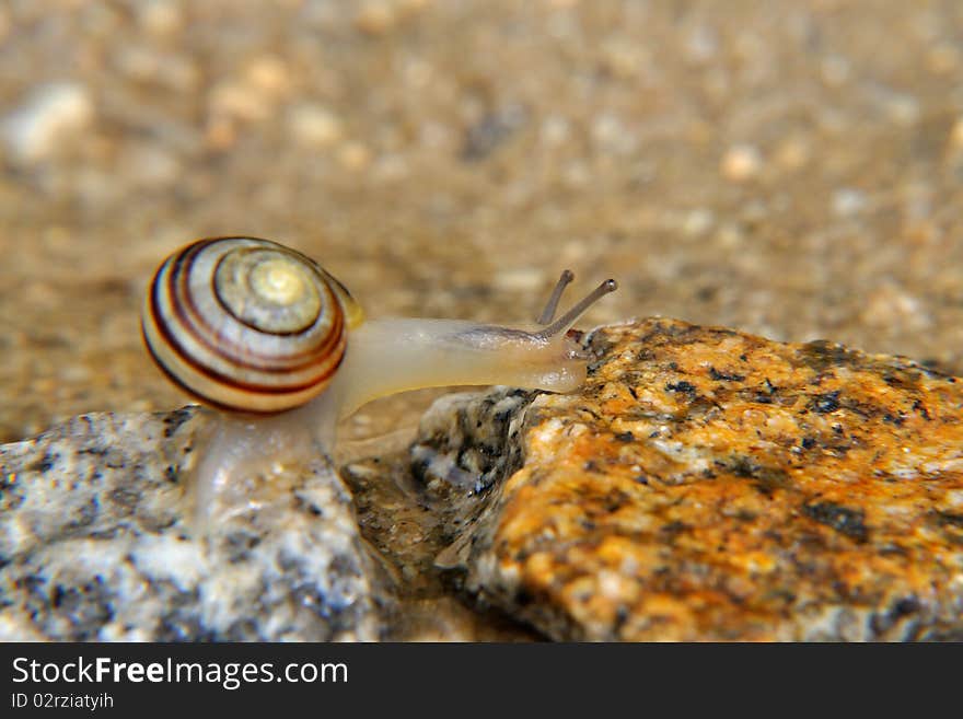 Snail on the stone is climbing over water.