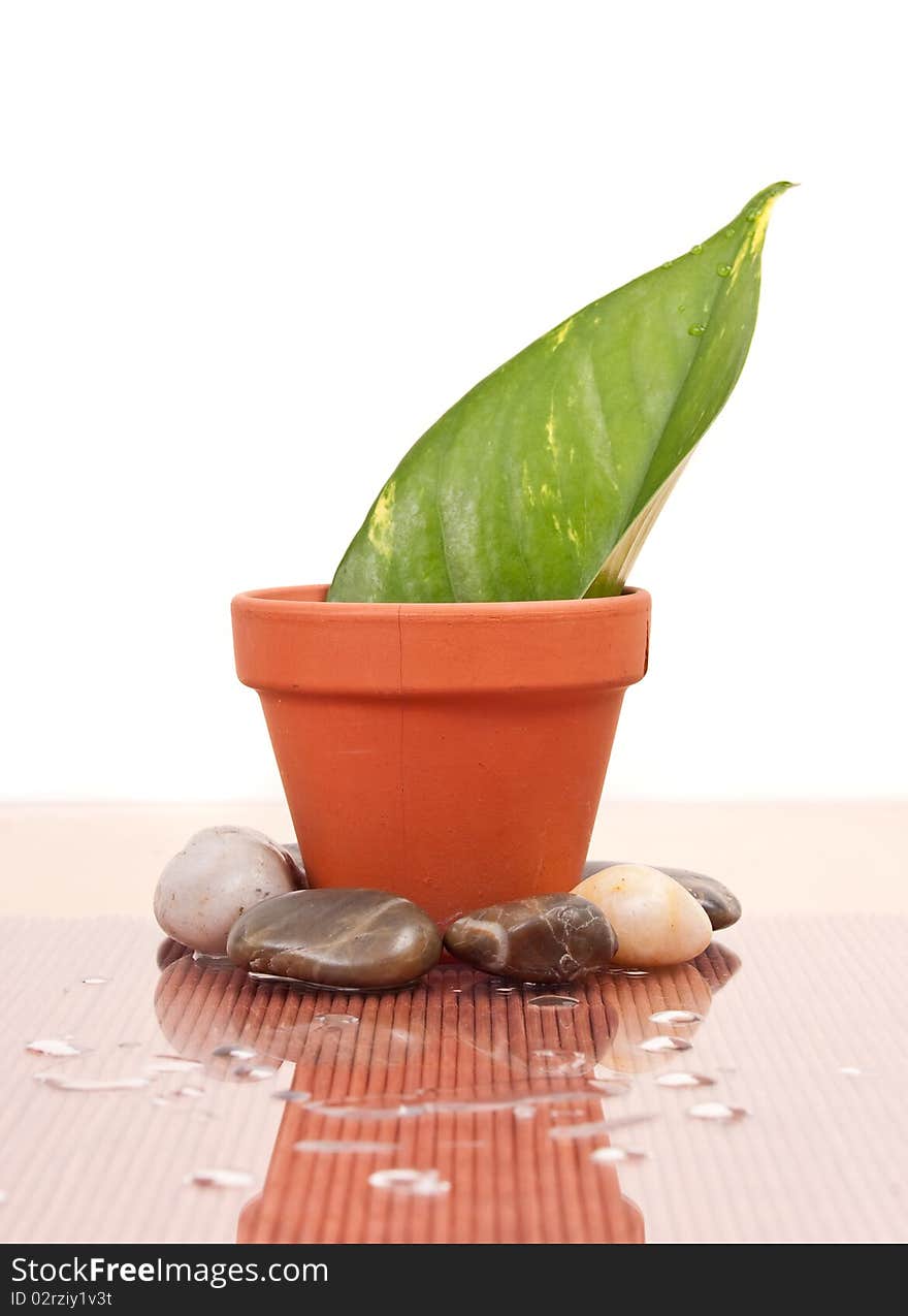 Leaf growing out of a pot with stones and water drops. Leaf growing out of a pot with stones and water drops