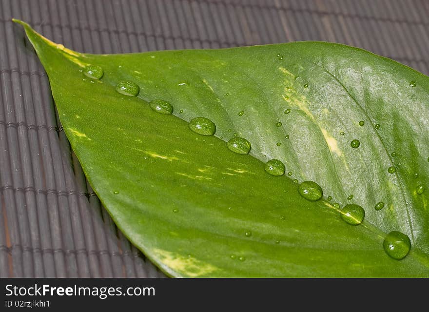 Rain Drops on Large Leaf