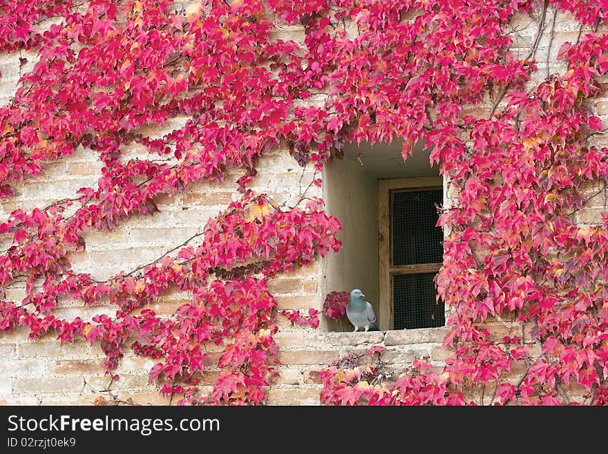 Japanese creeper in autumn