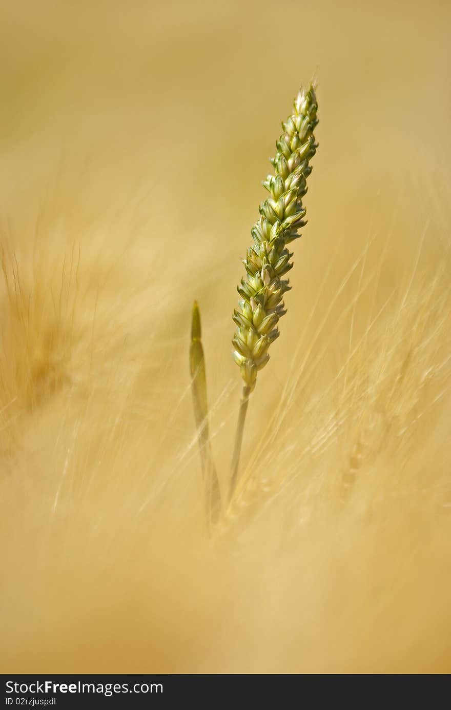 Cornstalk