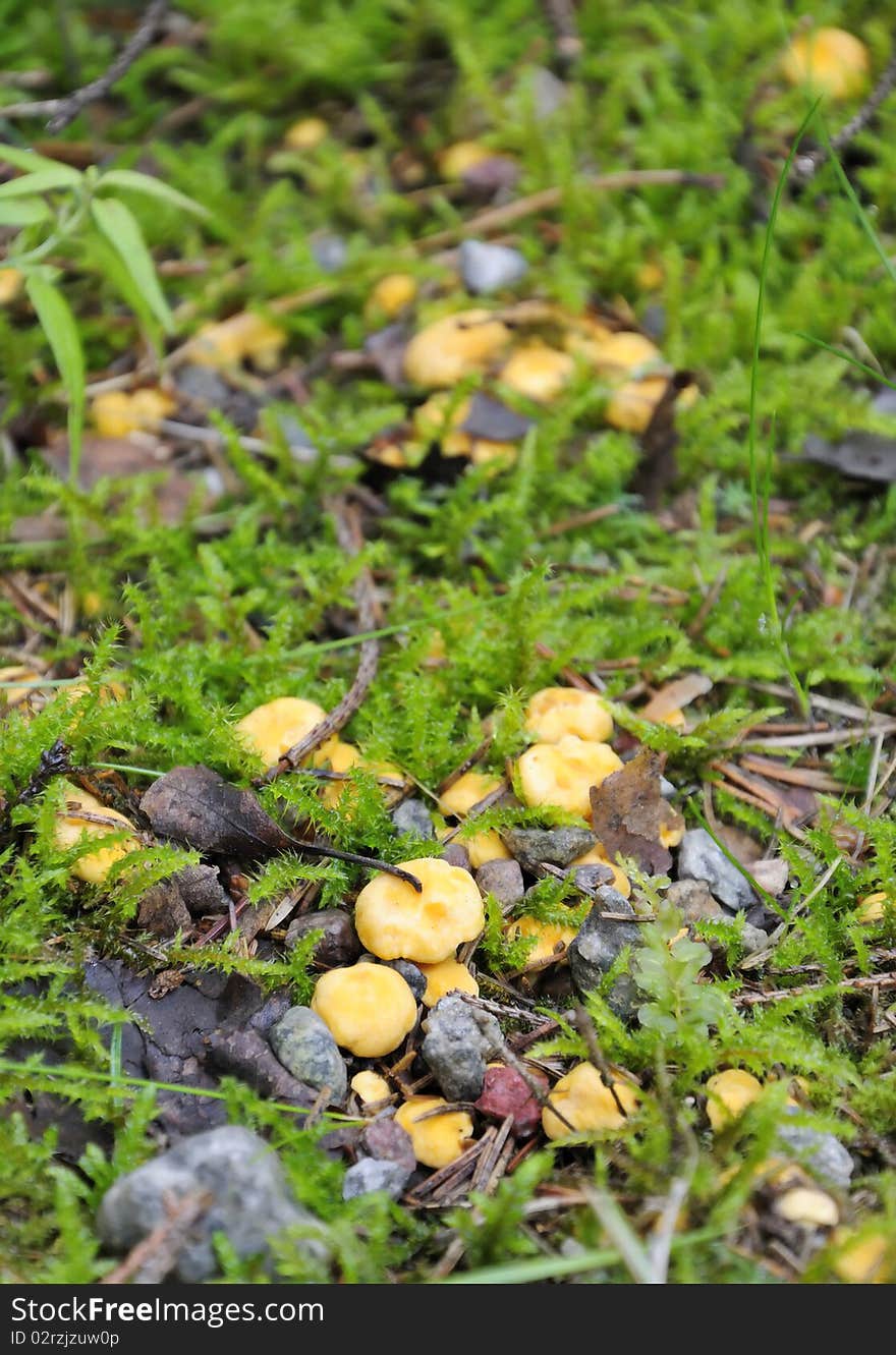 Chanterelle group in forest