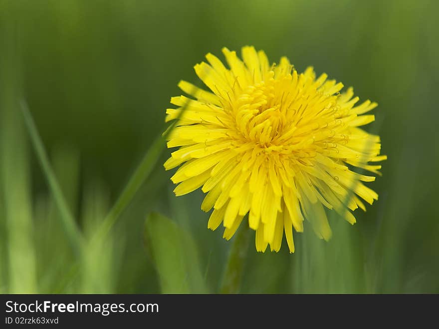 Dandelion in the green grass