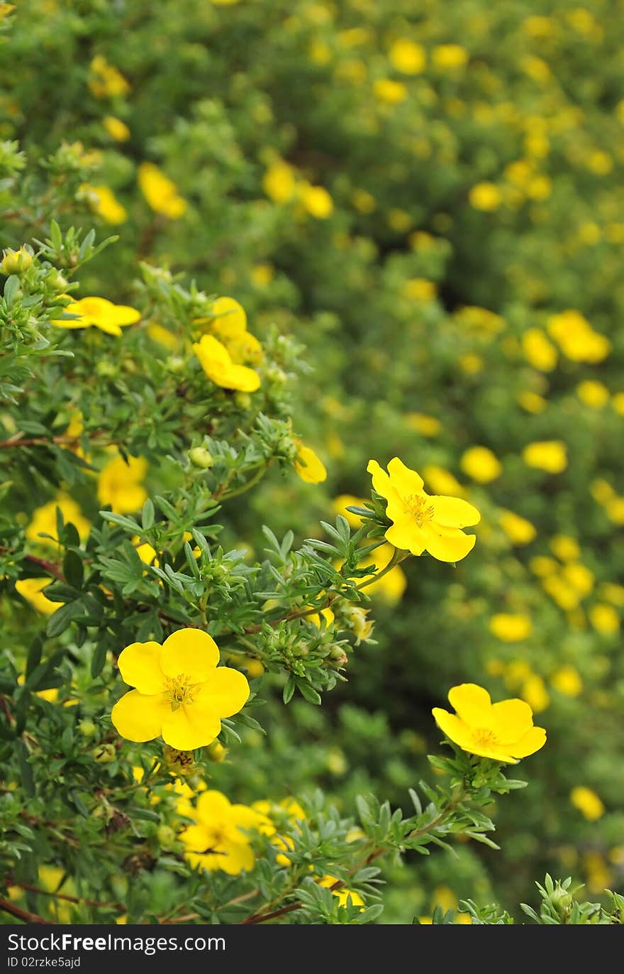 Summer hedge flowers