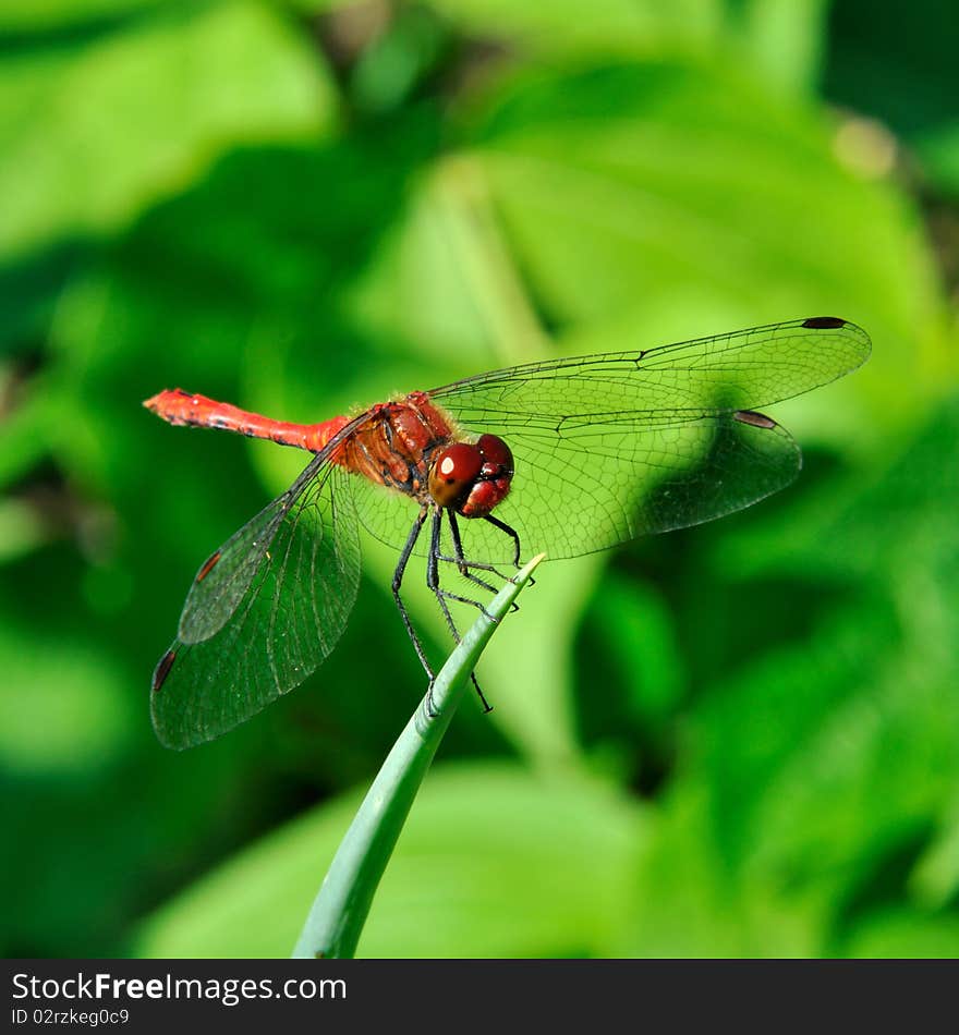 Dragonfly (Sympetrum sanguineum) repose on the grass-blade.