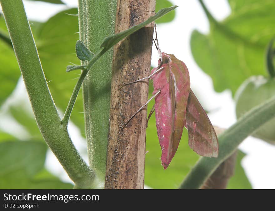 Elephant Hawk moth, Deilephilia elpenor.