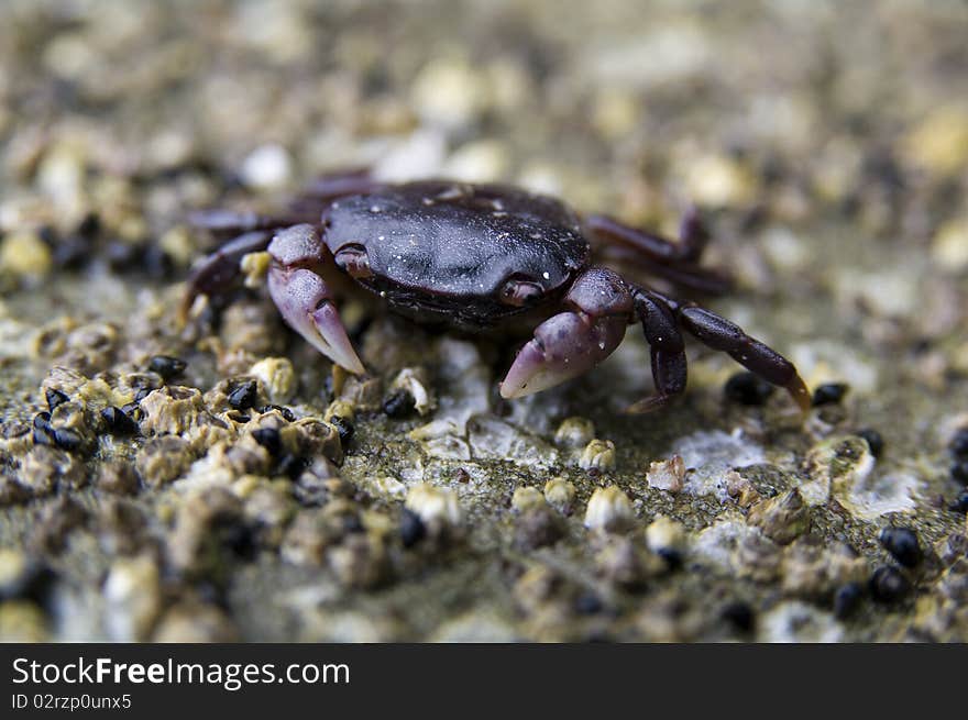 Rock Crab macro