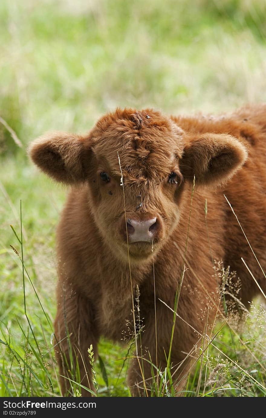 Highlander calf in the grass. Highlander calf in the grass