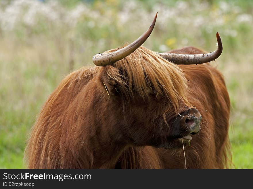 Highlander eating a stroke of grass. Highlander eating a stroke of grass