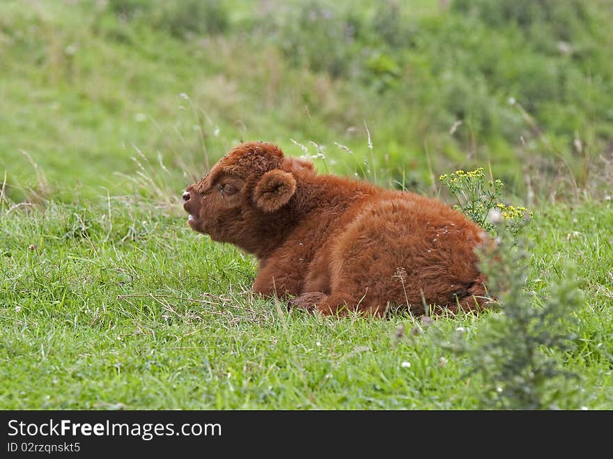 Highlander calf in the grass. Highlander calf in the grass