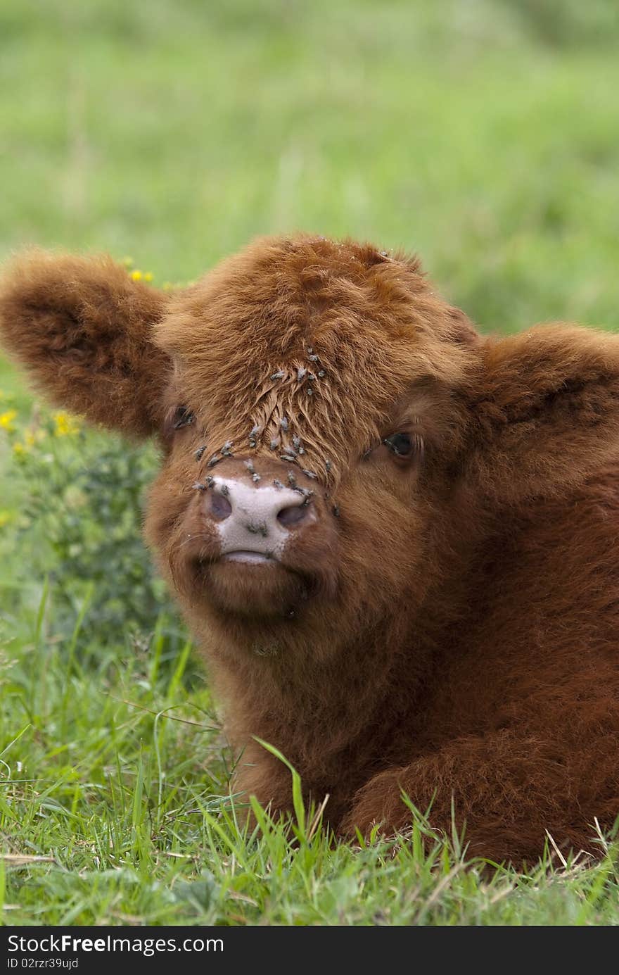 Highlander calf in the grass. Highlander calf in the grass