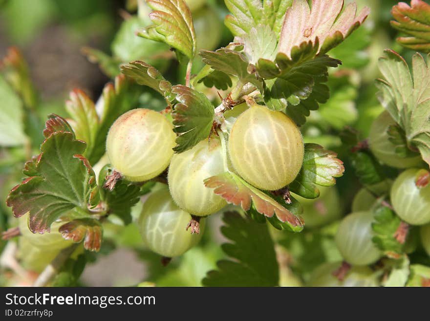 Gooseberries.