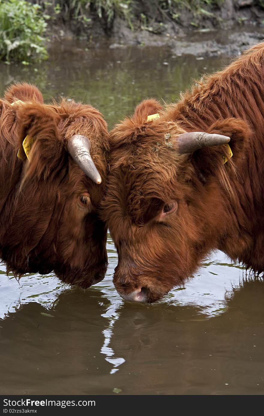 Scottish Highlanders playing in the water