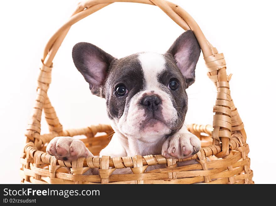 French Bulldog dog breed on a white background