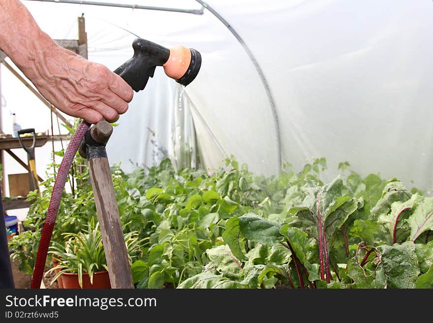 Watering plants with a hosepipe in a polytunnel. Watering plants with a hosepipe in a polytunnel.