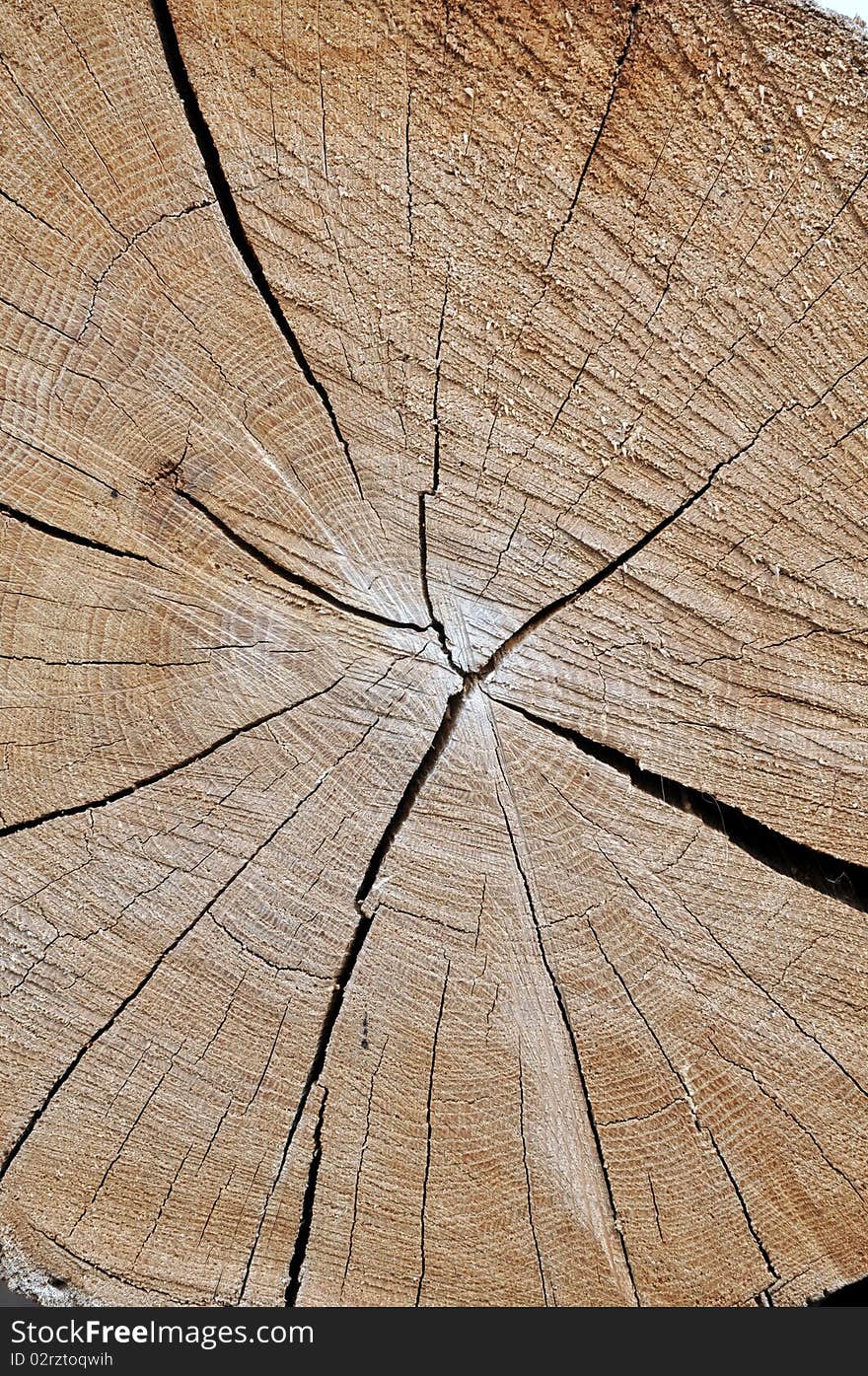 Cross section of an old tree log