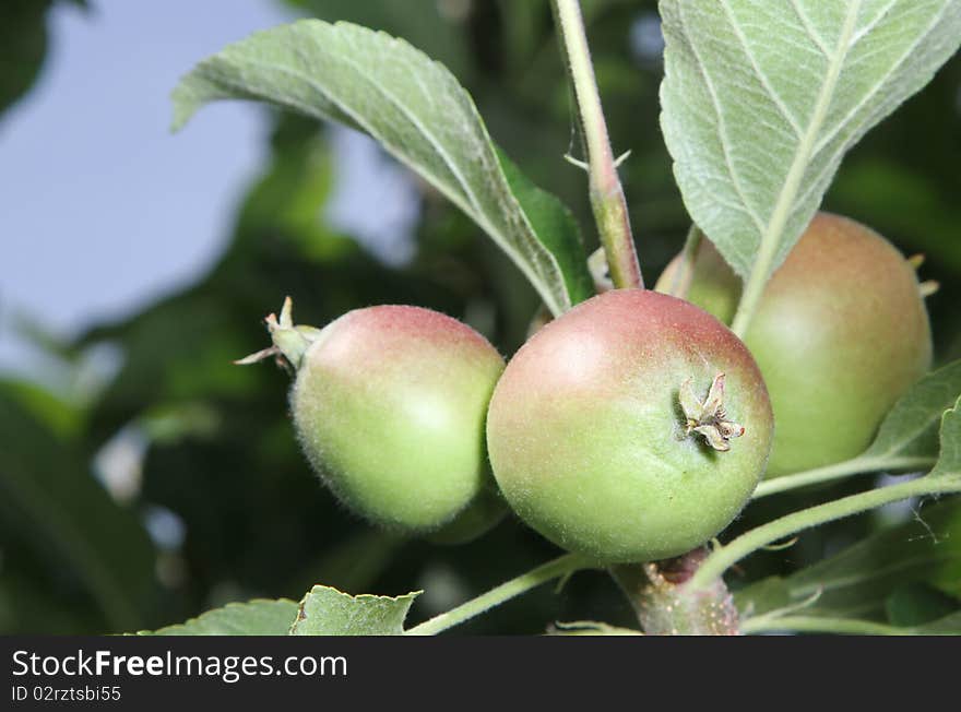 Three young immature apples growing on a branch. Three young immature apples growing on a branch.