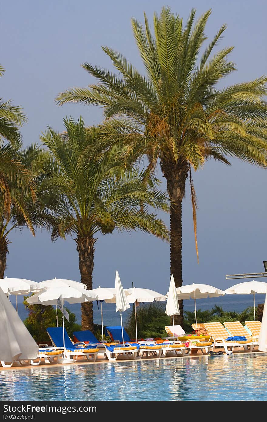 Palm trees and umbrellas by the pool at the resort