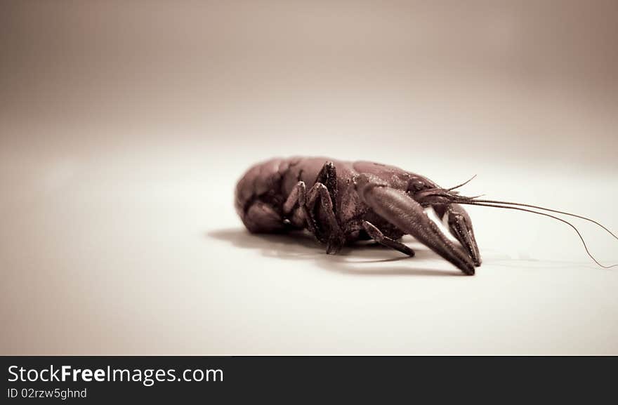 Crayfish with huge strong claws