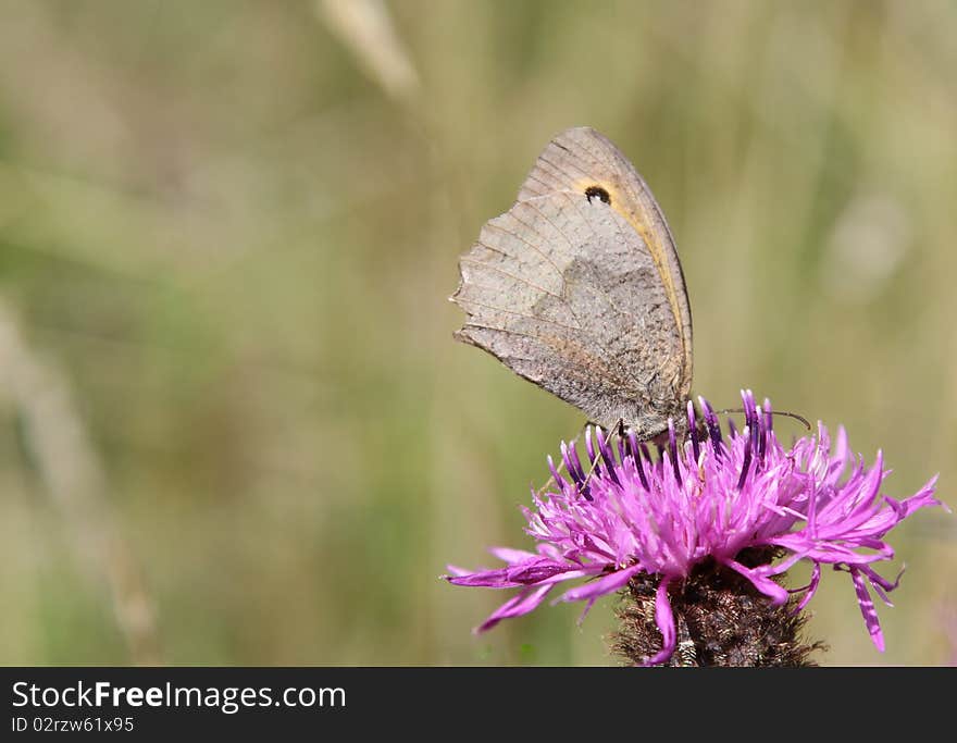 Meadow brown butterfly, Maniola jurtina, on knapweed flower, Centaurea. Meadow brown butterfly, Maniola jurtina, on knapweed flower, Centaurea.