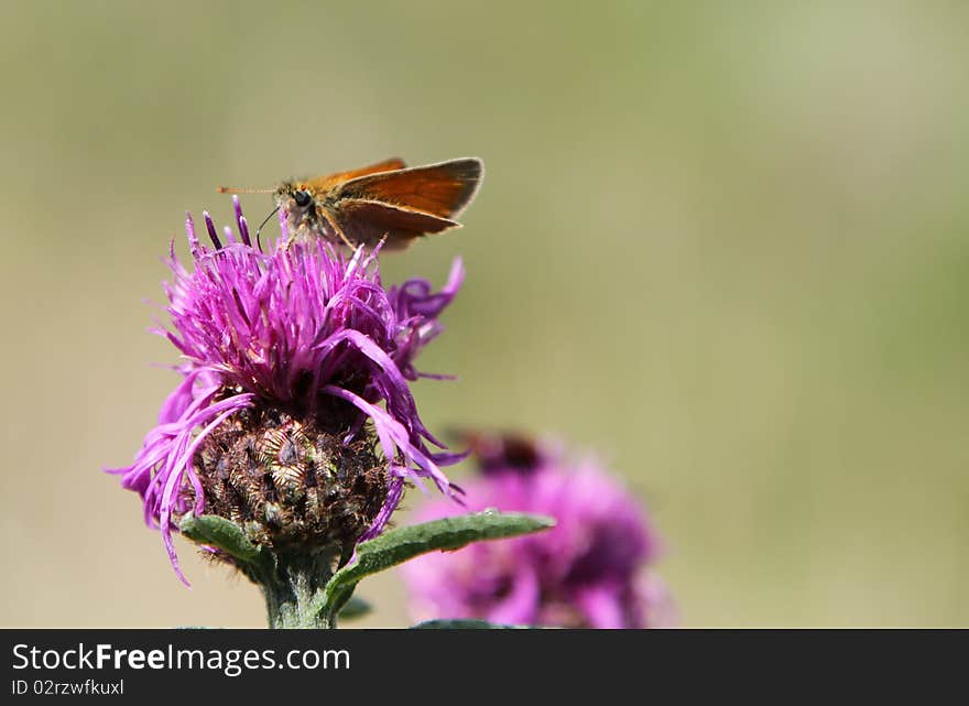 Small skipper on flower.