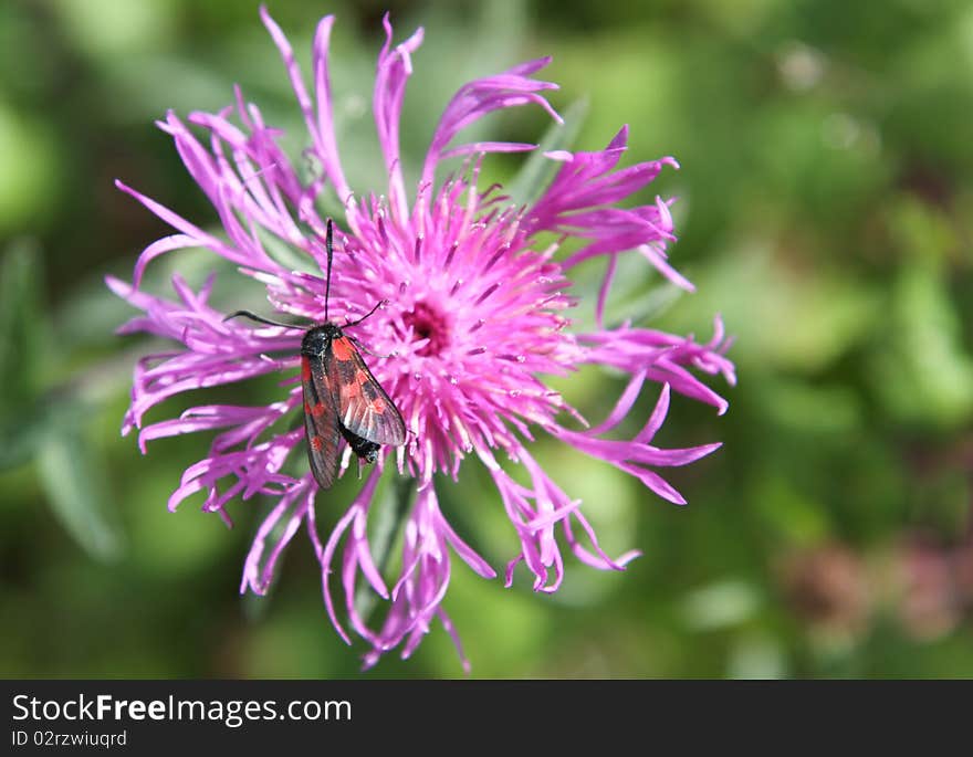 Six-spot burnet, Zygaena filipendulae, on knapweed flower, Centaurea. Six-spot burnet, Zygaena filipendulae, on knapweed flower, Centaurea.