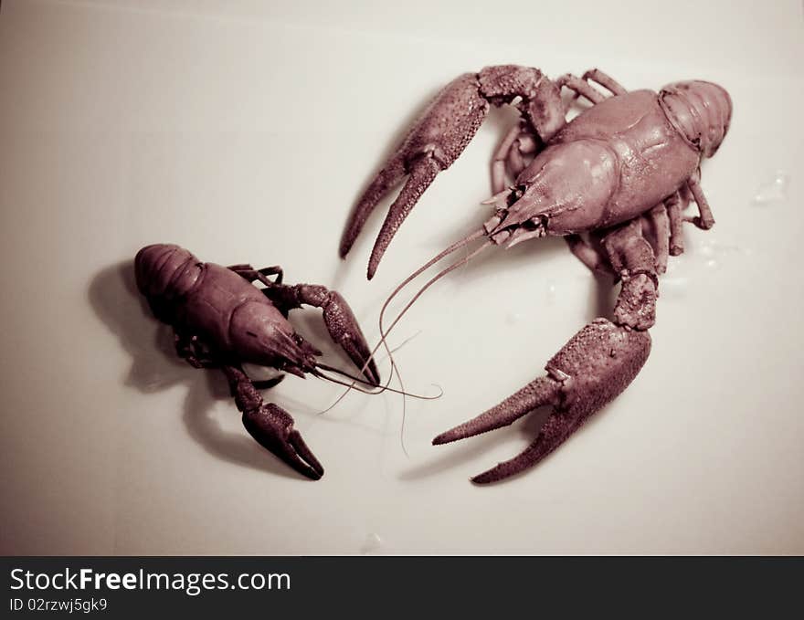 Crayfishes