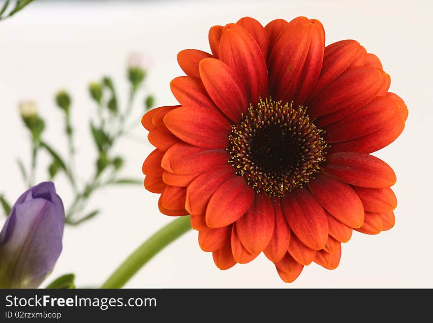 Gerbera flower on a white background