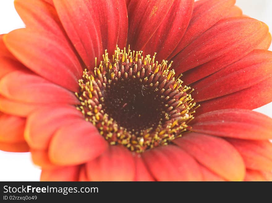 Gerbera on a white background