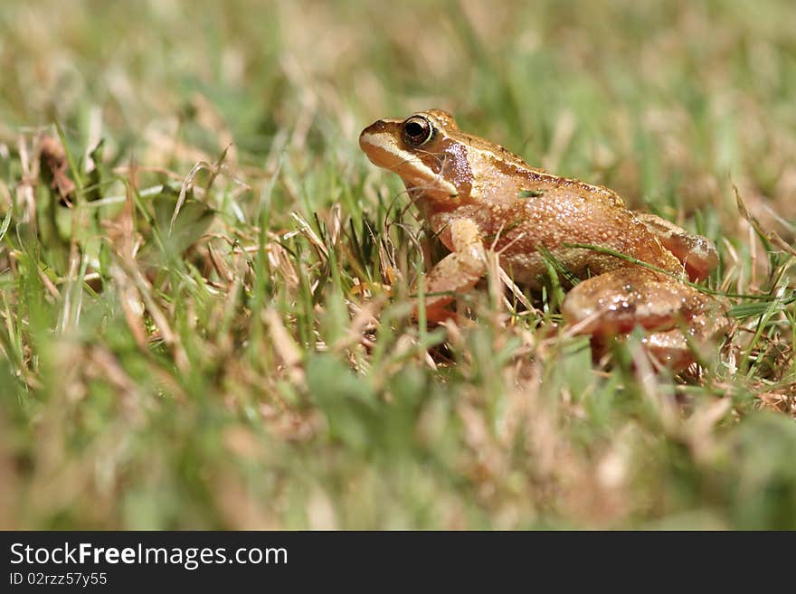 Frog in the grass close-up