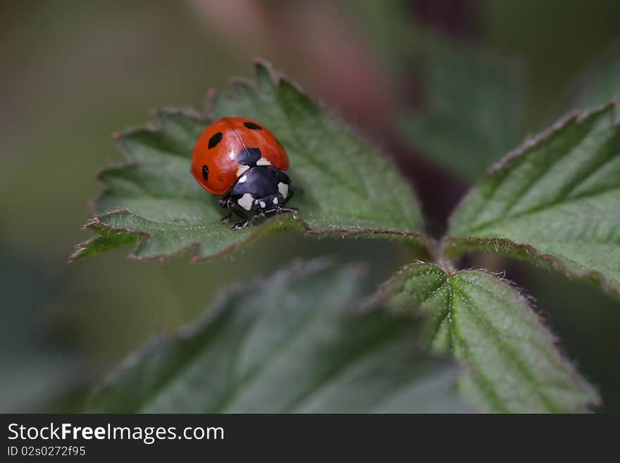 Ladybird