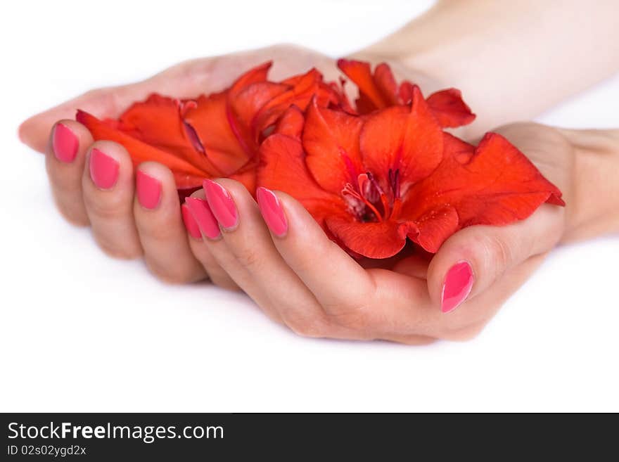 Woman hands with pink manicure holding red sword lilies isolated on white. Woman hands with pink manicure holding red sword lilies isolated on white