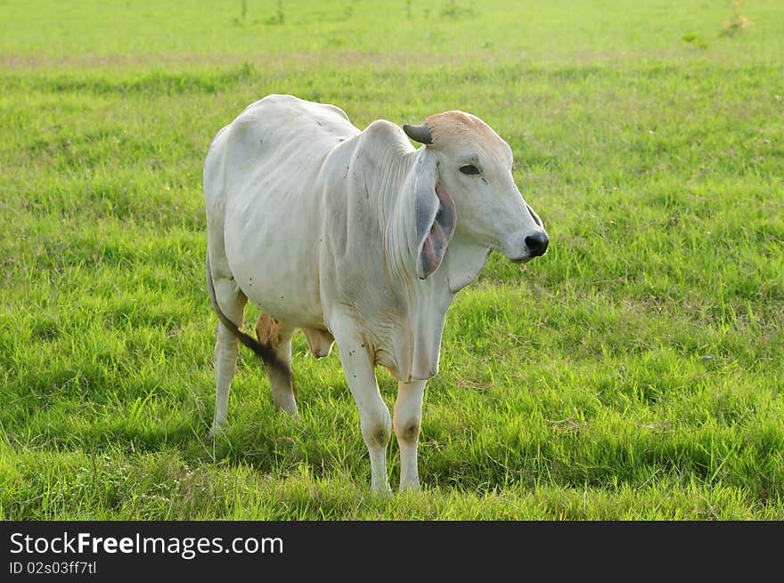 Image of cattle eating grass in pastures. Image of cattle eating grass in pastures.