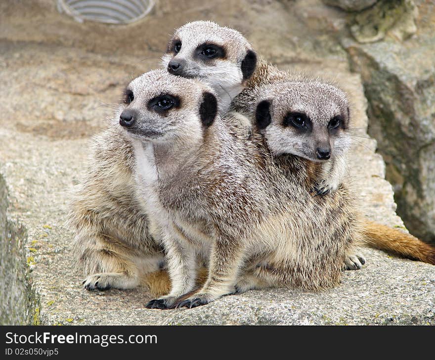 Three meerkats on the stone