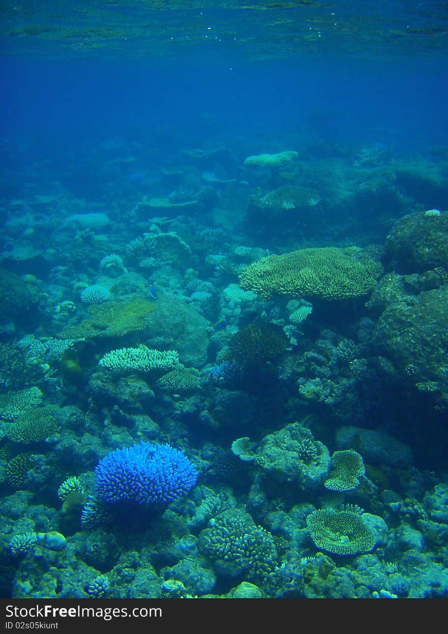Background with coral in the sea underwater, Maldives. Background with coral in the sea underwater, Maldives