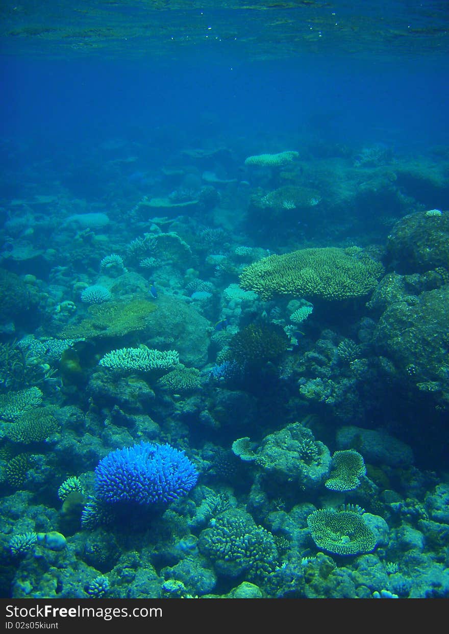 Coral reef