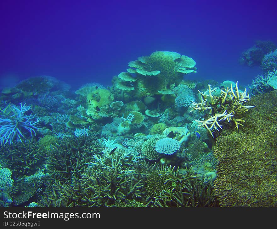 Background with coral in the sea underwater, Maldives. Background with coral in the sea underwater, Maldives