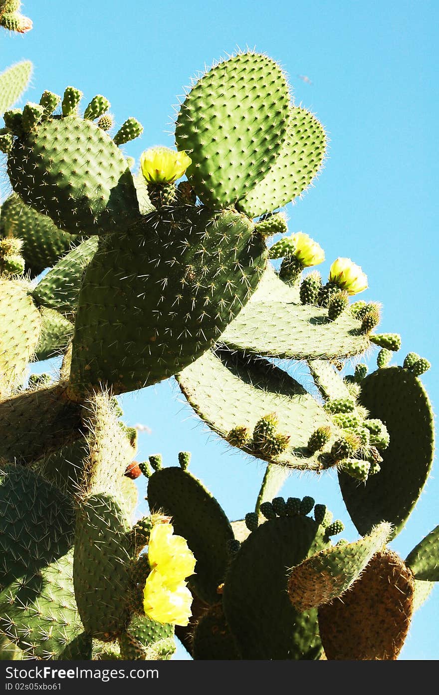 Green cactus with blossoms