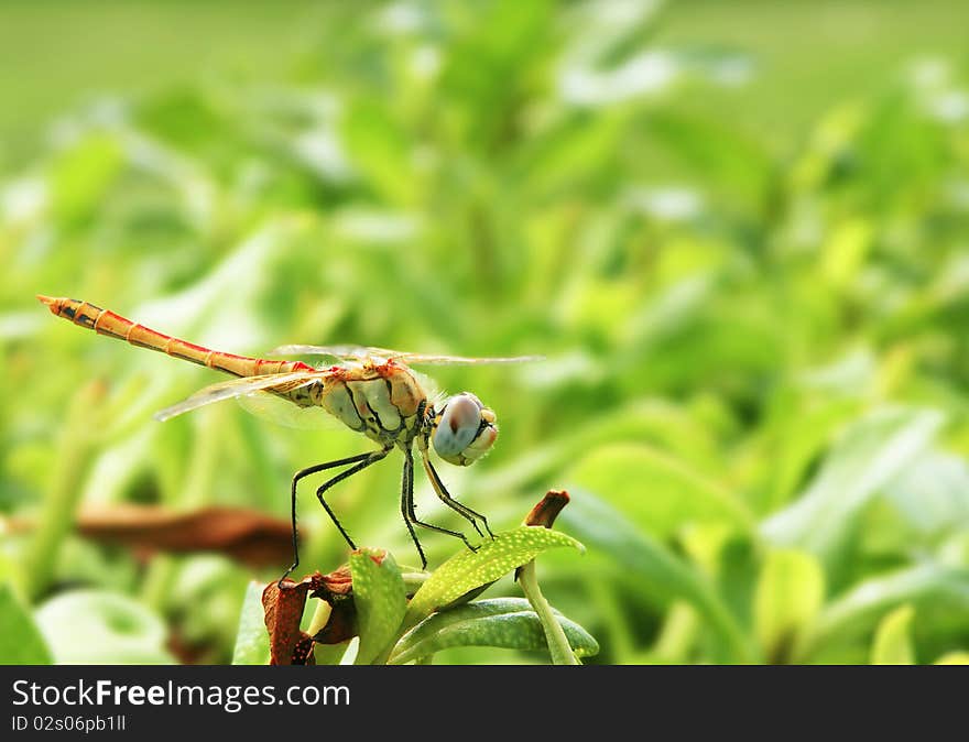 Dragonfly