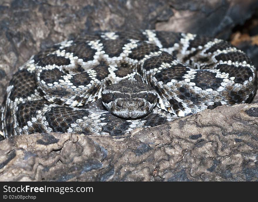 Mohave Rattlesnake Crotalus scutulatus