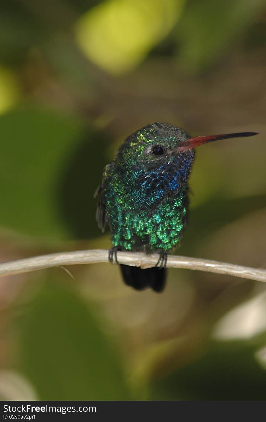 Male Broad Billed Hummingbird Cynanthus latirostris perched on a branch, Tucson Arizona