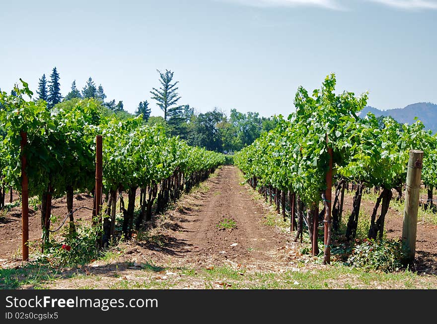 The vineyard at a local winery in Napa, California.