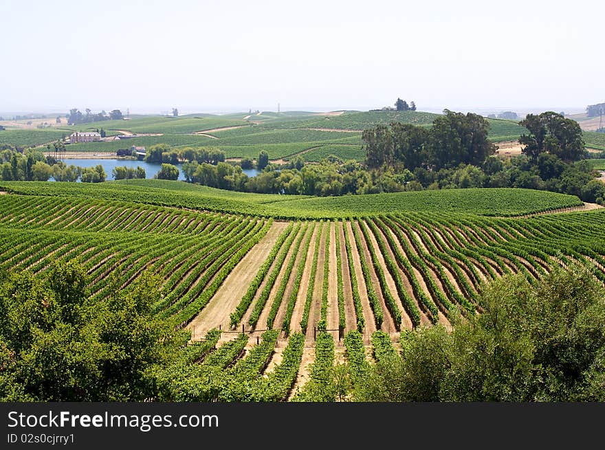 A look out at the vineyards at a local winery in Napa, California.