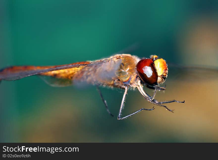 The dragonfly in green backgrounds.