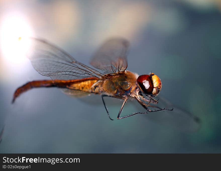 Dragonfly