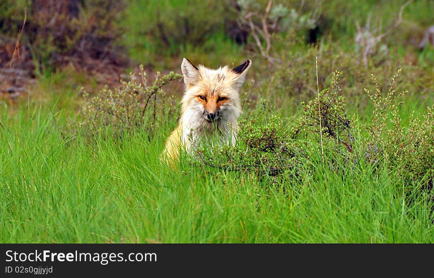 Fox in the bushes. Yellowstone National Park