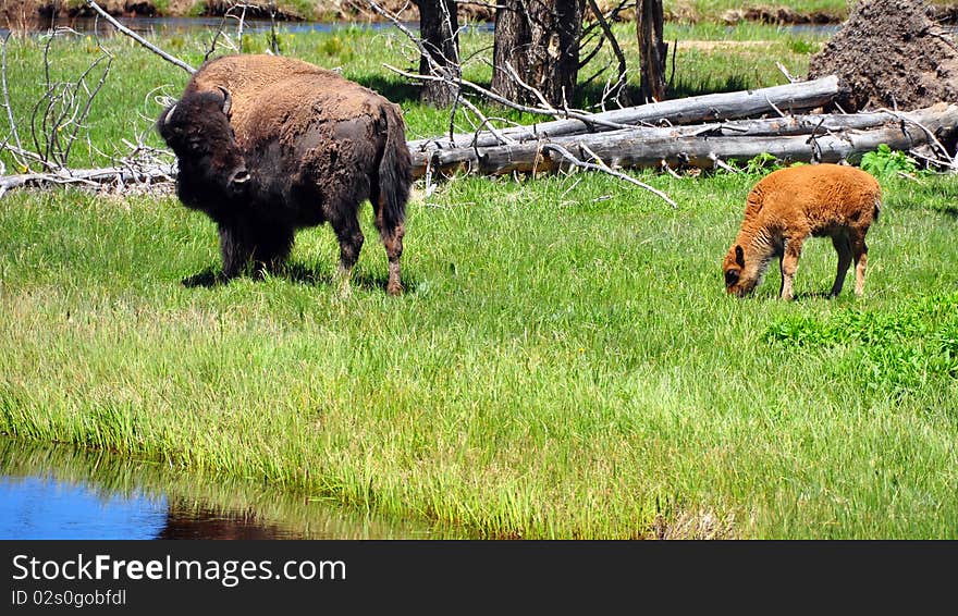 Bison & calf. Yellowstone National Park