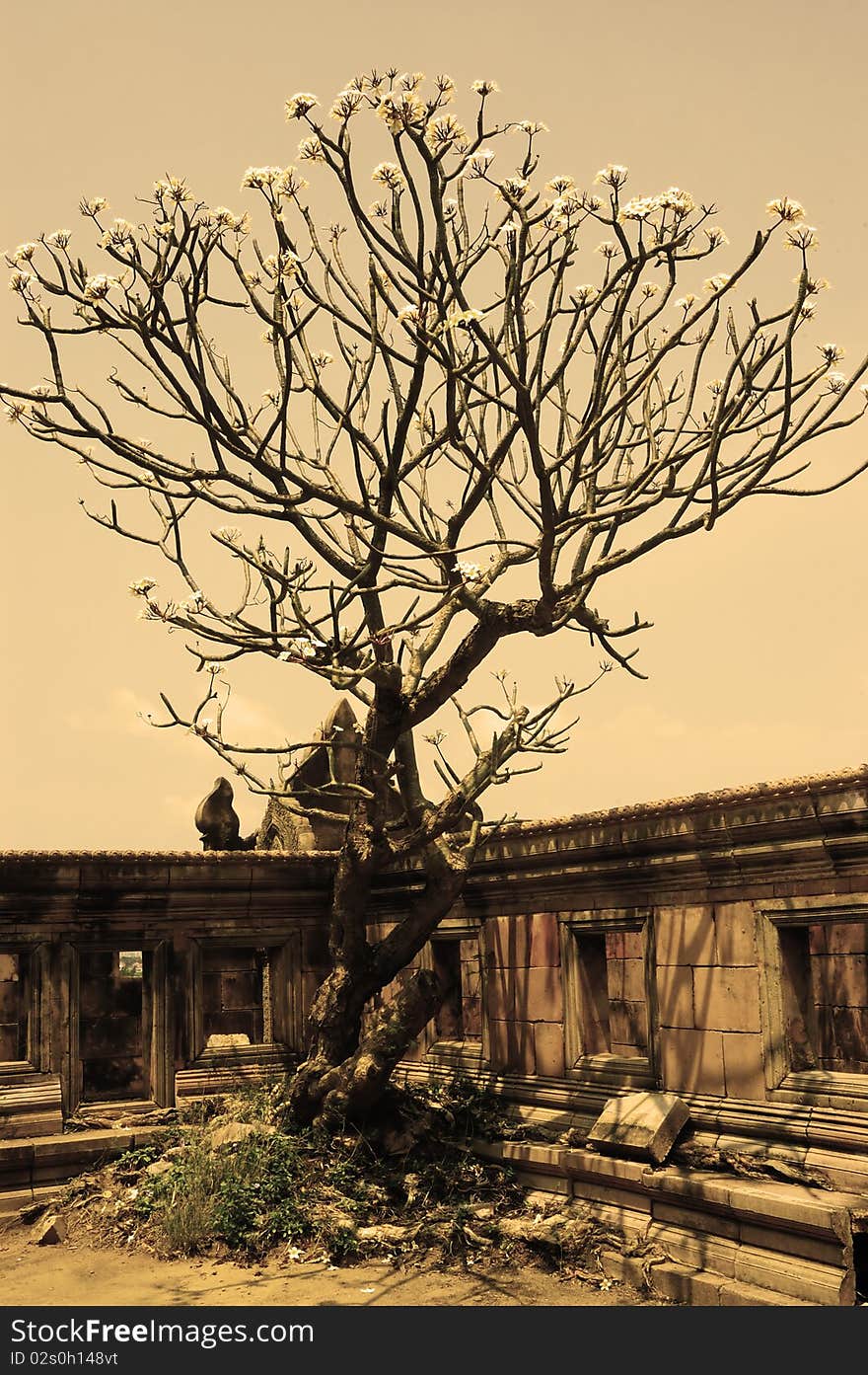 Sepia toned photograph of Frangipani tree in Ancient City, Thailand